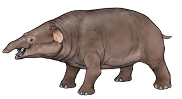 Barytherium