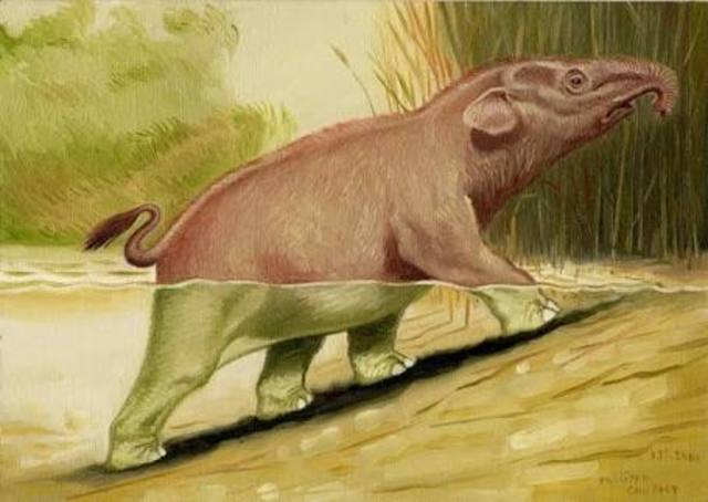Numidotherium