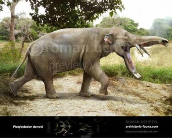 Platybelodon