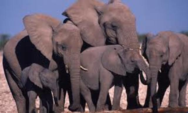 African Elephant
