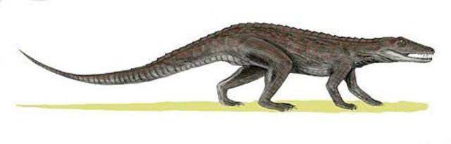 Erpetosuchus