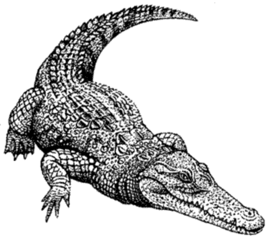Crocodylidae