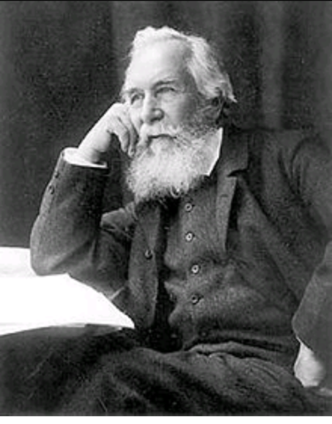 Haeckel Ernst (1834-1919)