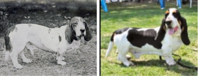 Basset Hound