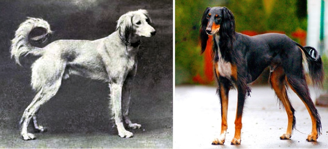 Saluki (Persian Greyhound)