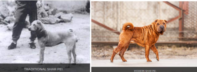 Chinese Shar Pei