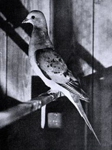 Last Passenger Pigeon Died