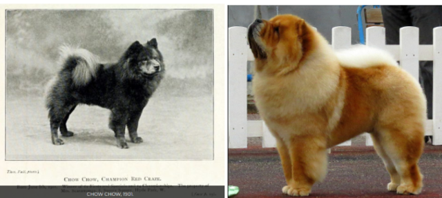 Chow Chow
