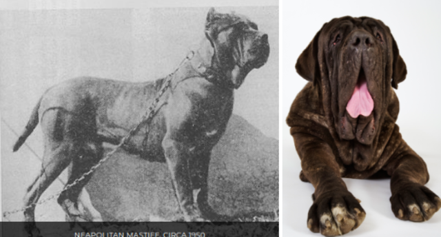 Neapolitan Mastiff