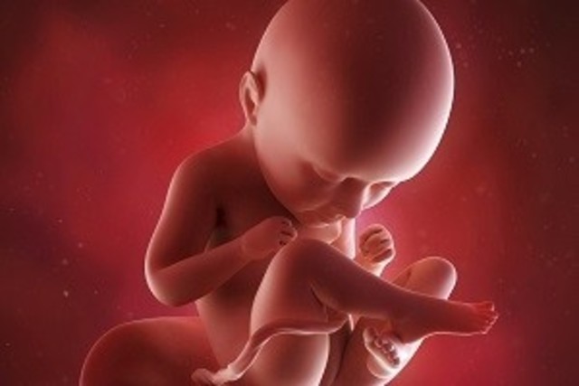 Primer contacto, la voz de la madre.