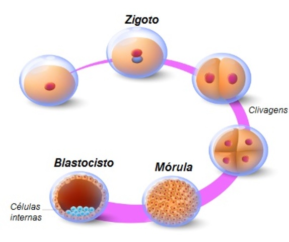 Morula-Blastocito.