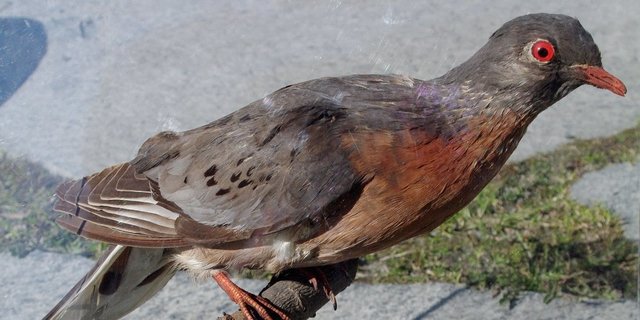 once the most prolific bird, the passenger pigeon becomes extinct
