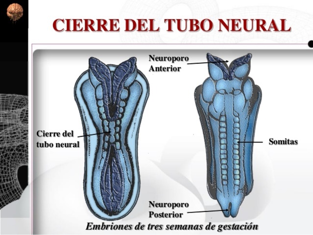 Neuroporos Anterior y Posterior.