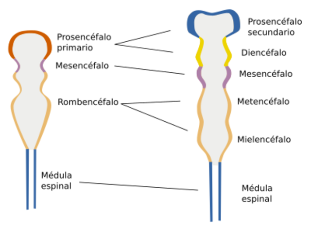 Vesículas Cerebrales Secundarias