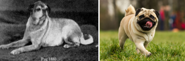 Pug