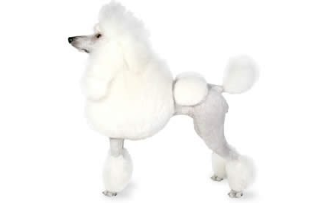 Poodles