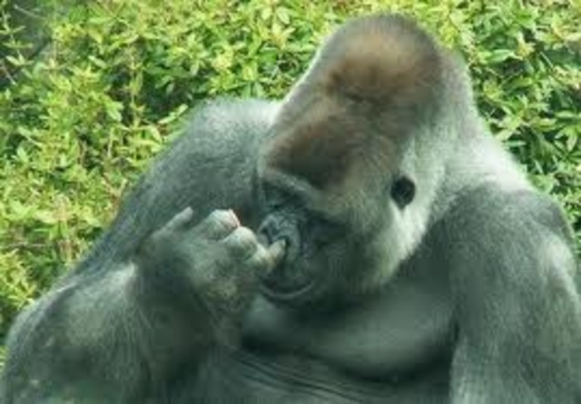 Fatty, Fatty, two by four