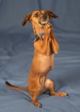 All we are saying...is give peace a chance!