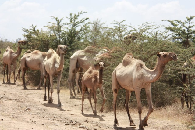 Las civilizaciones del oriente proximo y norte de Africa cambiaron el transporte por camellos