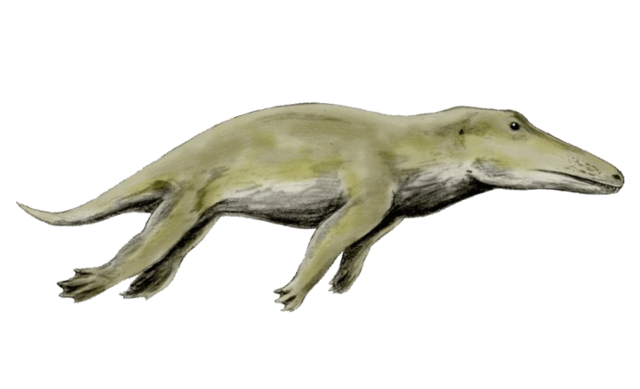 Ambulocetus( 47 million years ago)