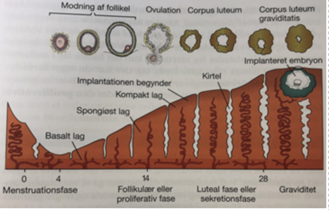 Dag 10-11