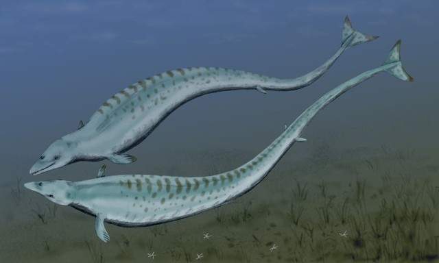 Basilosaurus(between 35 and 45 million years ago)