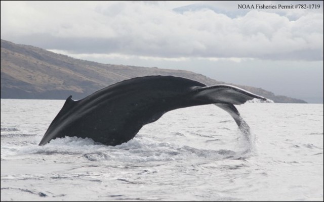 Adaptations(Tail Broadened Horizontally)