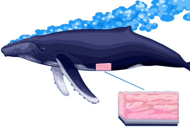 Adaptations(Blubber Instead of Hair)