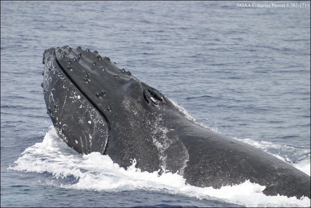 Adaptations(Nostrils on Top of Head)