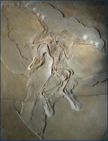 Archaeopteryx
