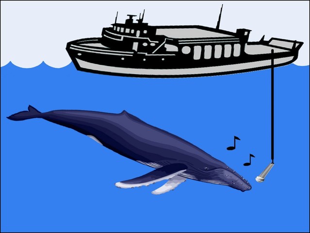 Adaptations(Highly Developed Hearing)