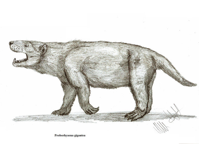 Ursavus Elmensis - 20M years ago