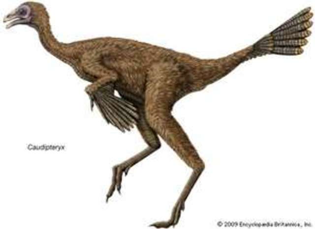 Caudipteryx