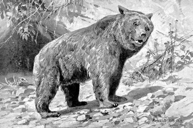 Ursus Etruscus (300,000 years ago)