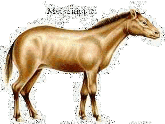 Merychippus