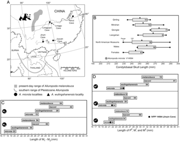 Ailuropoda microta - 2.4 million years ago