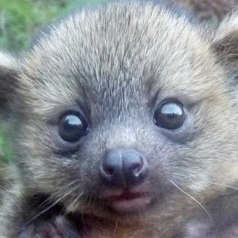 Olinguito