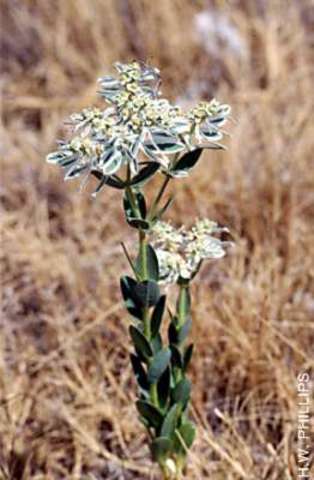 Scientific Specimens & Indian Artifacts