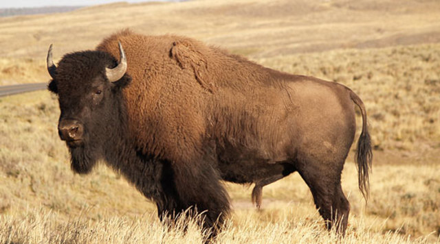 Bison Arrive in North America