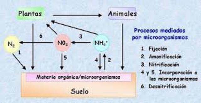 La fijación del nitrógeno