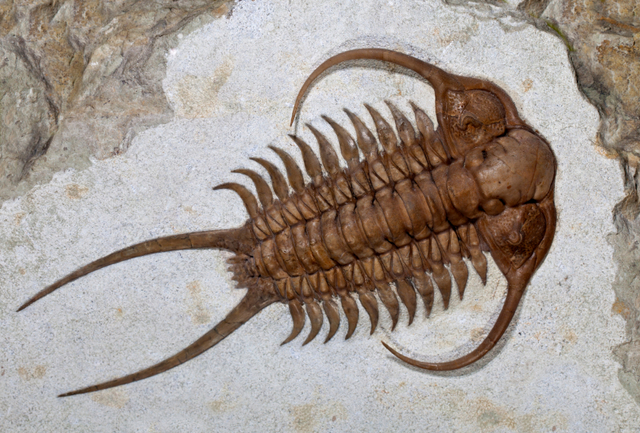 Eon: Pahnerozoic     Era: Paleozoic     Period: Cambrian