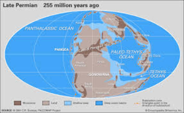 Eon: Phanerozoic   Era: Paleozoic    Period: Permian