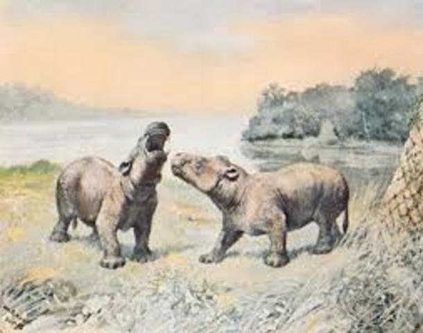 Eon: Phanerozoic    Era: Cenozoic    Period: Tertiary    Epoch: Eocene