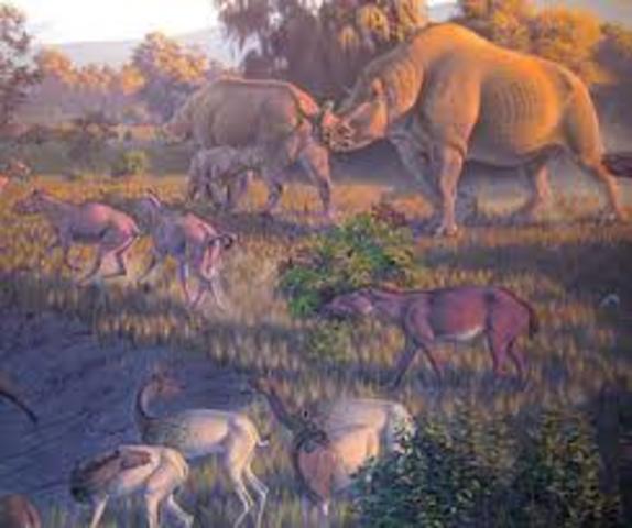 Eon: Phanerozoic    Era: Cenozoic    Period: Tertiary    Epoch: Oligocene