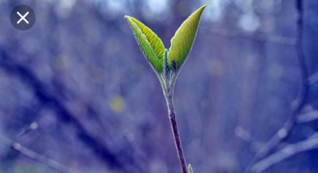 División entre la química orgánica e inorgánica 1832