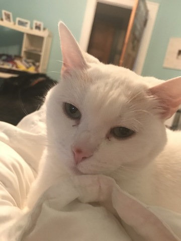 Obtuve mi primero gato