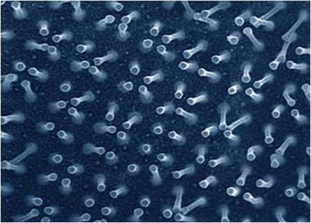 Cinta adhesiva reusable que imita la adherencia de las patas del camaleón