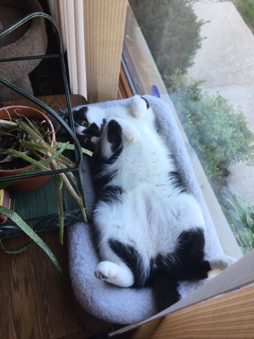 Recibí mi Segundo Gato