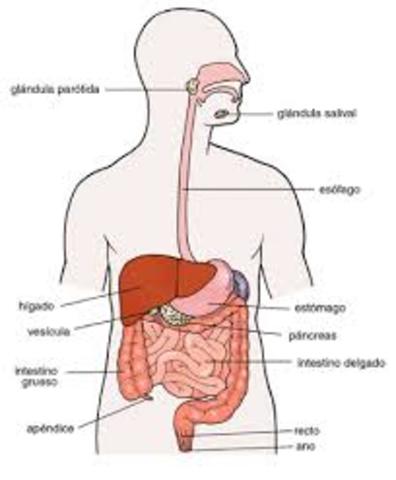 Aparatos biológicos