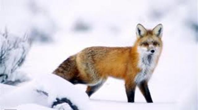 Individuo biológico